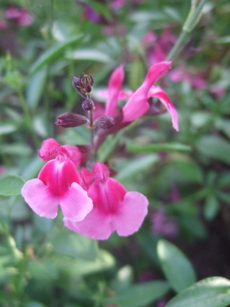 Salvia 'Icing Sugar'' (Salvia x jamensis)
