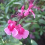 Salvia 'Icing Sugar'' (Salvia x jamensis)