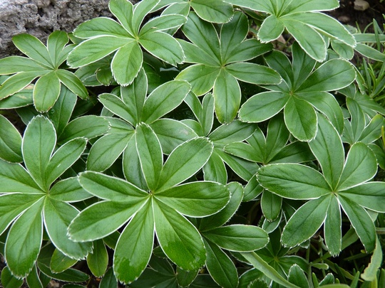Alchemilla conjuncta foliage (Alchemilla conjuncta)