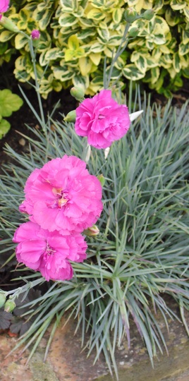 Dianthus