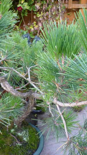 Other large pine over 30 years old home grown from seed