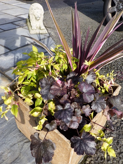 Heuchera 'Saturn' (Heuchera)
