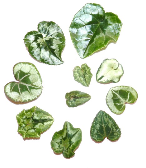 Cyclamen leaves