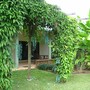 vines