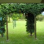 vines