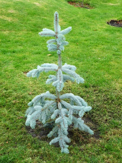 Picea pungens 'Koster' (Colorado Blue Spruce) (Picea pungens 'Koster')