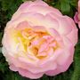 Rose- Peace
