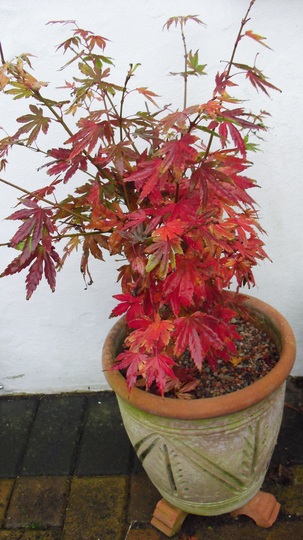 Acer palmatum 'Orange Dream' (Acer palmatum (Japanese maple))