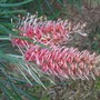 Grevillea_flamingo