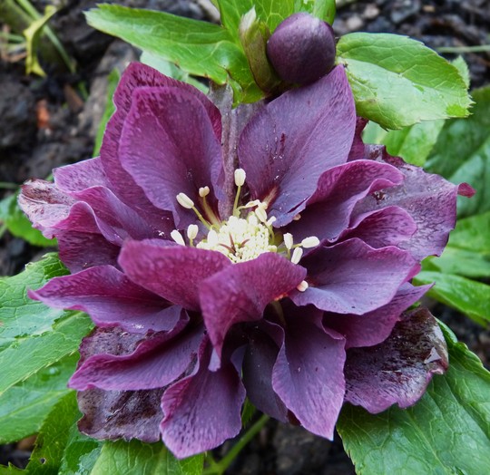 Helleborus 'Double Ellen Purple' (Helleborus x hybridus 'Double Ellen Purple')