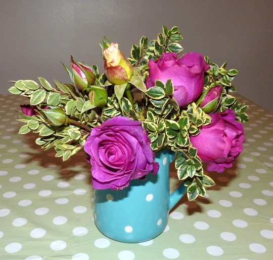 Last of my lovely scented Rose 'Chartreuse de Parme'