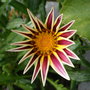 New gazania (Gazania rigens (Gazania Daybreak Mix))
