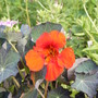 Nasturtium