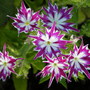 Phlox "twinkle"