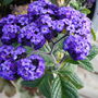 Heliotrope (Heliotropium arborescens (Fragrant delight))