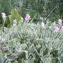 Mesembryanthemum crystallinum (Buzotu)