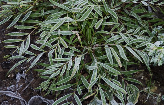Mahonia 'Soft Caress' Frosting (Mahonia eurybracteata)