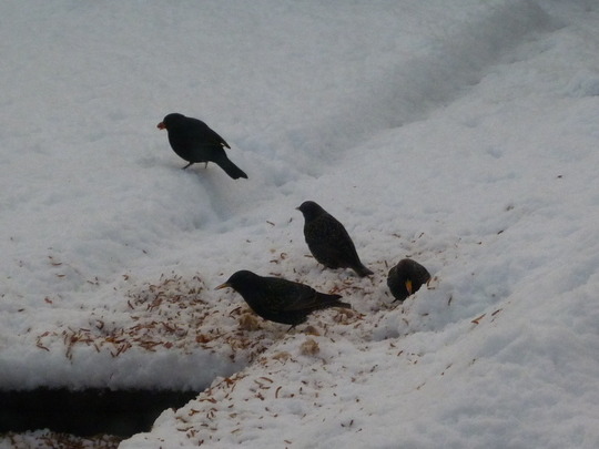 Hungry birds this morning