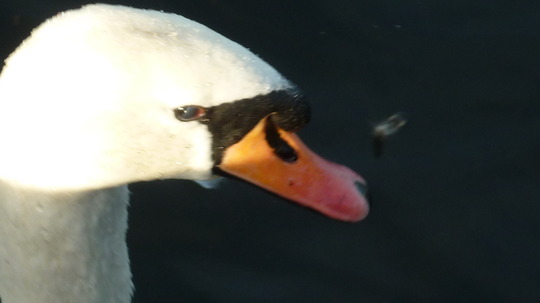 Swan that had a family on the river Derwent.