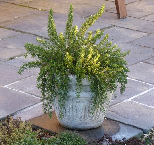 Rosemary 'Roman Beauty' (Rosmarinus officinalis (Rosemary))