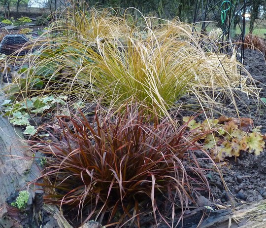 Grasses...Uncinia Rubra (Red Sedge) and Carex testacea