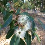Redgum_flower2