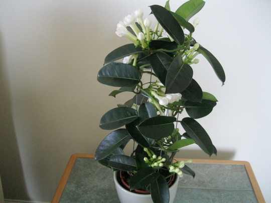 Stephanotis..