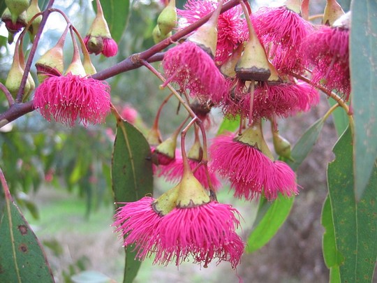 Pink flowering yellow gum (Eucalyptus leucoxylon)