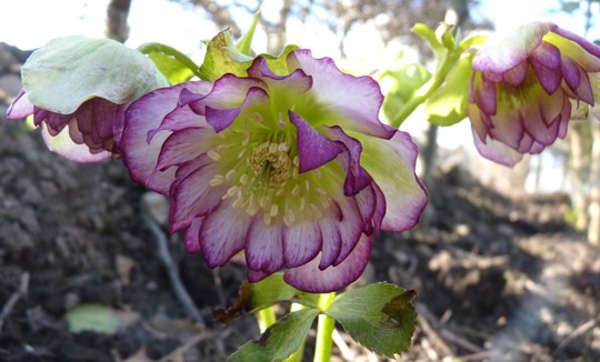 Helleborus 'Double Ellen Picotee' (Helleborus x hybridus)
