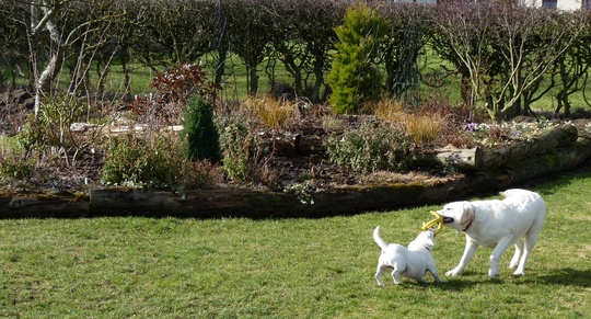 The tugging goes on!