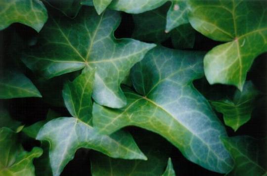 Ivy.