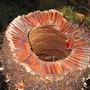 Xanthorrhoea preissii