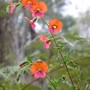 Chorizema cordatum (Chorizema cordatum (Heart Leaf Flame Pea))