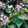 Catalpa bignonioides ( Bean tree ) (Catalpa bignonioides)
