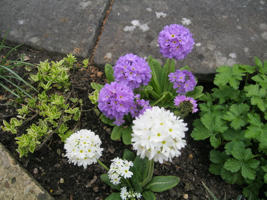 Primula Denticulata..