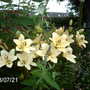 Lilium_-_asiatic_lily