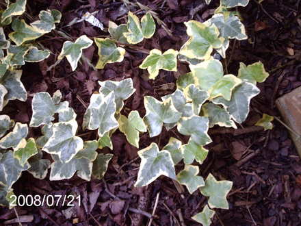 Variegated Ivy (Hedera colchica 'Dentata variegata')