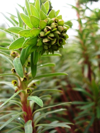A garden flower photo (Euphorbia characias (Spurge))
