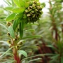 Euphorbia characias