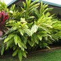 Variegated Shell ginger  (Alpinia zerumbet)