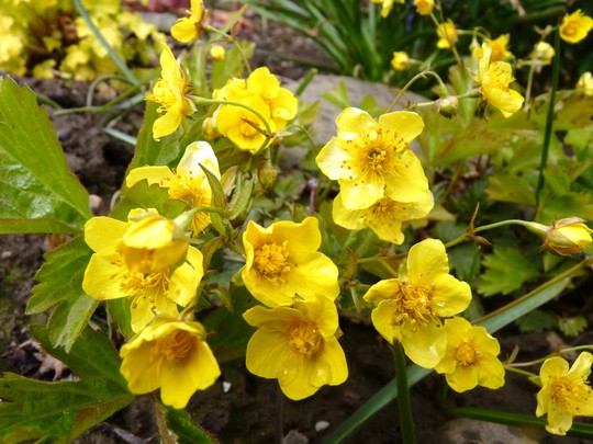 Waldsteinia ternata flowers (Waldsteinia ternata (Waldsteinia))