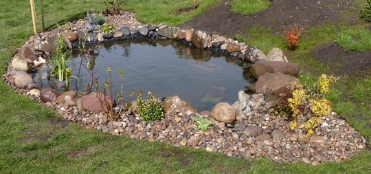 Wildlife Pond