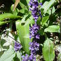 Salvia- 'Mystic spires' July 22nd 2008.