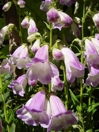 Penstemon.'Czar' July 22nd 2008.