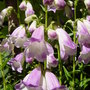 Penstemon.'Czar' July 22nd 2008.