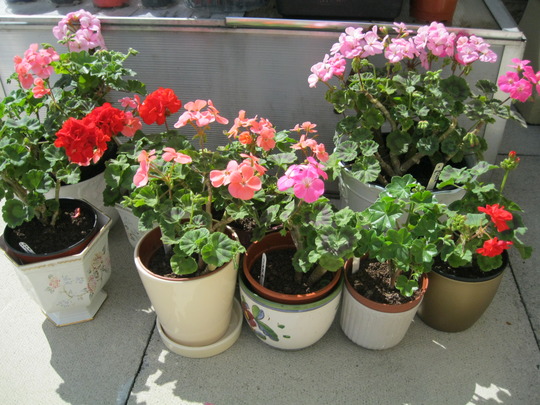 Overwintered Pelargoniums..