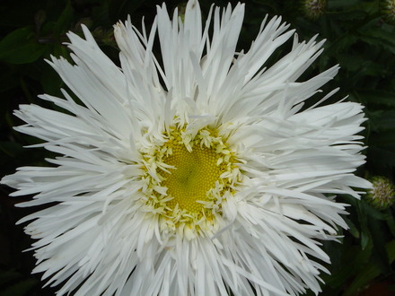Shasta daisy (Leucanthemum Aglaia.)