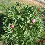 Peonia__3_
