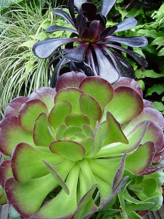 Exotic Aeoniums. July 22nd 2008.