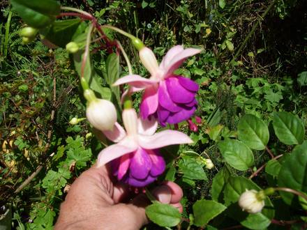 Fuchsia - Lena